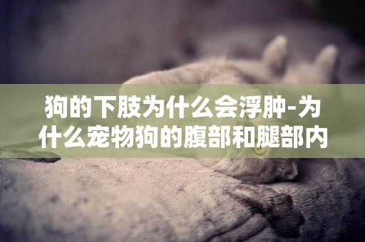 狗的下肢為什么會浮腫-為什么寵物狗的腹部和腿部內測會在幾天內變紫色