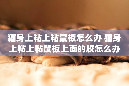 貓身上粘上粘鼠板怎么辦 貓身上粘上粘鼠板上面的膠怎么辦