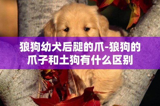 狼狗幼犬后腿的爪-狼狗的爪子和土狗有什么區別