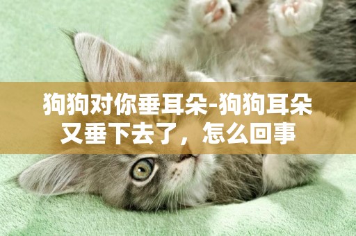 狗狗對你垂耳朵-狗狗耳朵又垂下去了，怎么回事