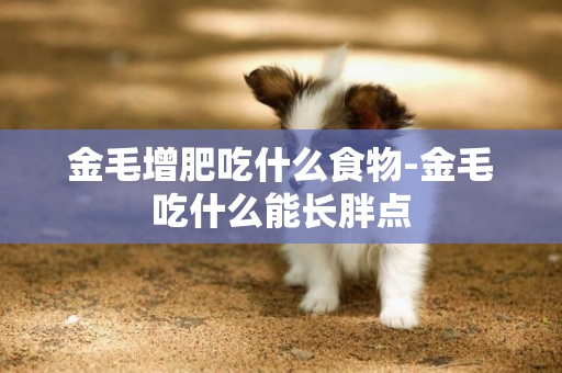 金毛增肥吃什么食物-金毛吃什么能長胖點