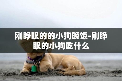 剛睜眼的的小狗晚飯-剛睜眼的小狗吃什么