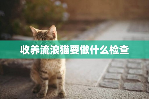 收養流浪貓要做什么檢查