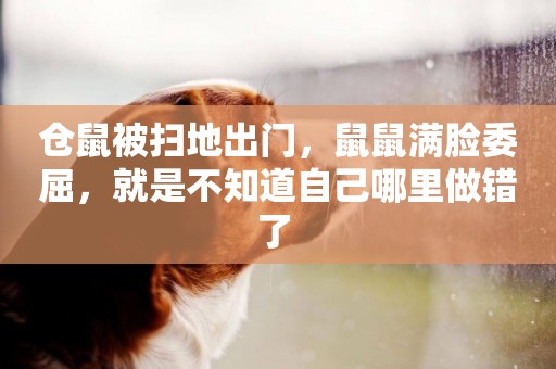 倉鼠被掃地出門，鼠鼠滿臉委屈，就是不知道自己哪里做錯了 