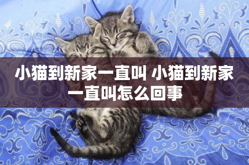 小貓到新家一直叫 小貓到新家一直叫怎么回事
