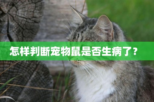 怎樣判斷寵物鼠是否生病了？ 