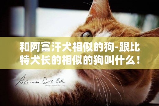 和阿富汗犬相似的狗-跟比特犬長的相似的狗叫什么！