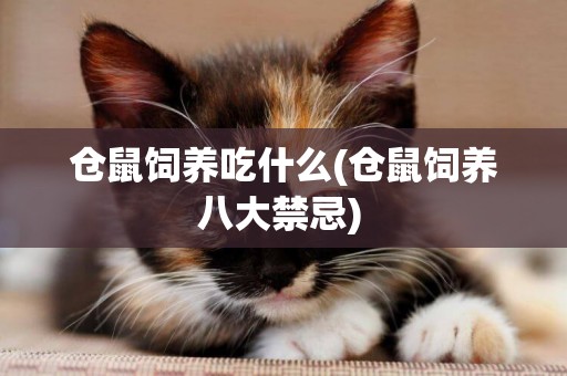 倉鼠飼養吃什么(倉鼠飼養八大禁忌) 