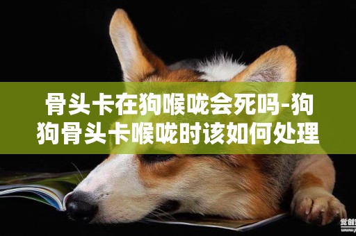 骨頭卡在狗喉嚨會死嗎-狗狗骨頭卡喉嚨時該如何處理？