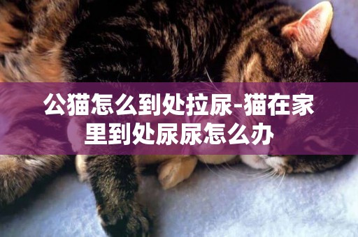 公貓怎么到處拉尿-貓在家里到處尿尿怎么辦