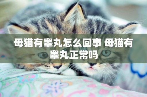 母貓有睪丸怎么回事 母貓有睪丸正常嗎