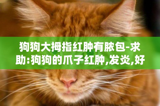 狗狗大拇指紅腫有膿包-求助:狗狗的爪子紅腫,發炎,好象很痛!