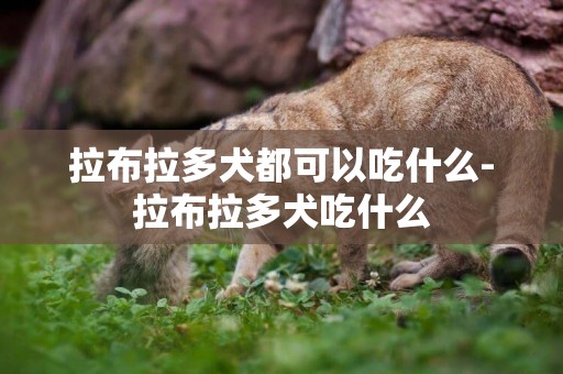 拉布拉多犬都可以吃什么-拉布拉多犬吃什么