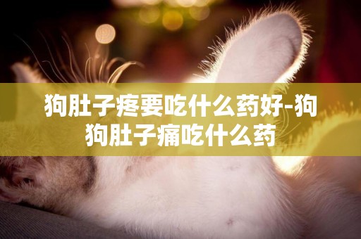 狗肚子疼要吃什么藥好-狗狗肚子痛吃什么藥