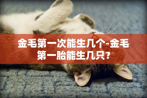 金毛第一次能生幾個-金毛第一胎能生幾只？