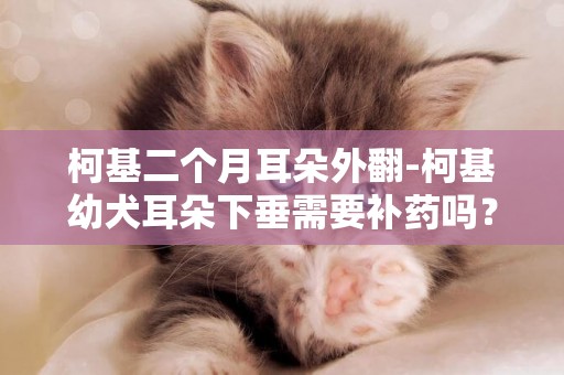 柯基二個月耳朵外翻-柯基幼犬耳朵下垂需要補藥嗎？補什么藥？