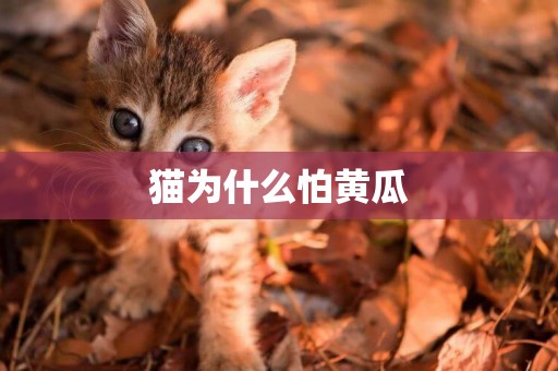 貓為什么怕黃瓜