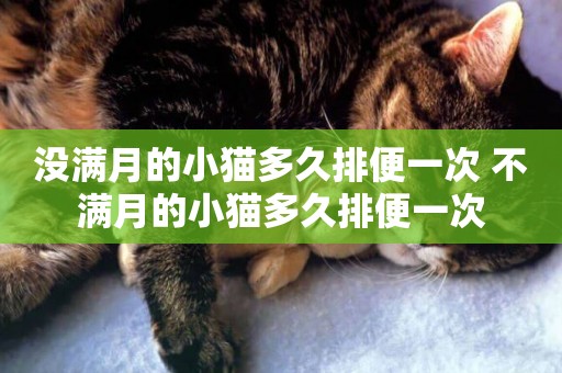沒滿月的小貓多久排便一次 不滿月的小貓多久排便一次