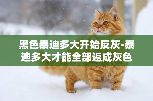 黑色泰迪多大開始反灰-泰迪多大才能全部返成灰色