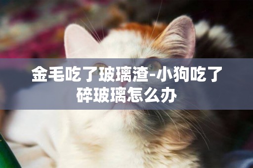 金毛吃了玻璃渣-小狗吃了碎玻璃怎么辦