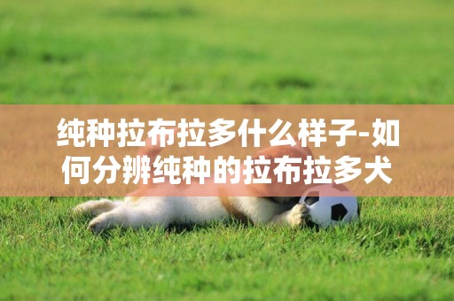 純種拉布拉多什么樣子-如何分辨純種的拉布拉多犬