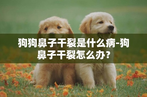 狗狗鼻子干裂是什么病-狗鼻子干裂怎么辦？