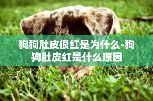 狗狗肚皮很紅是為什么-狗狗肚皮紅是什么原因