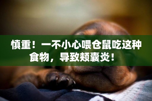 慎重！一不小心喂倉鼠吃這種食物，導致頰囊炎！ 