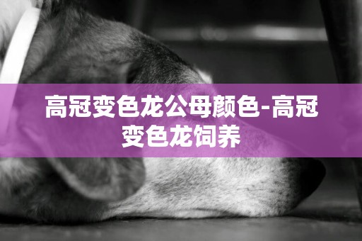 高冠變色龍公母顏色-高冠變色龍飼養 高冠變色龍公母顏色-高冠變色龍飼養