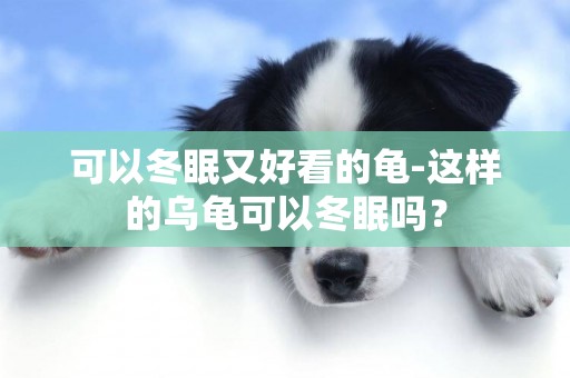 可以冬眠又好看的龜-這樣的烏龜可以冬眠嗎？