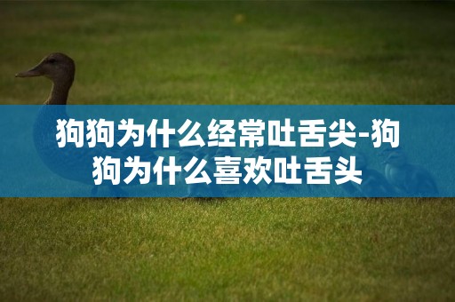 狗狗為什么經常吐舌尖-狗狗為什么喜歡吐舌頭