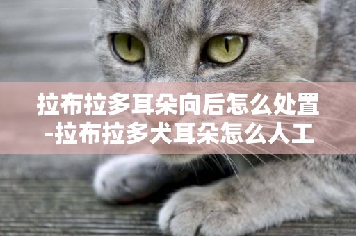 拉布拉多耳朵向后怎么處置-拉布拉多犬耳朵怎么人工糾正