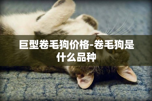 巨型卷毛狗價格-卷毛狗是什么品種 巨型卷毛狗價格-卷毛狗是什么品種