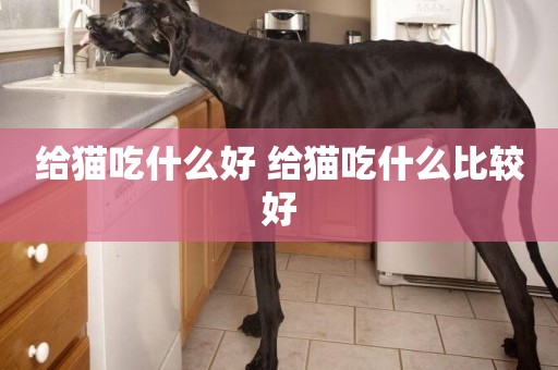給貓吃什么好 給貓吃什么比較好
