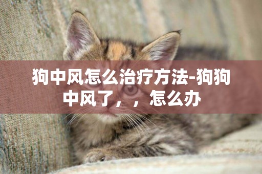 狗中風怎么治療方法-狗狗中風了，，怎么辦