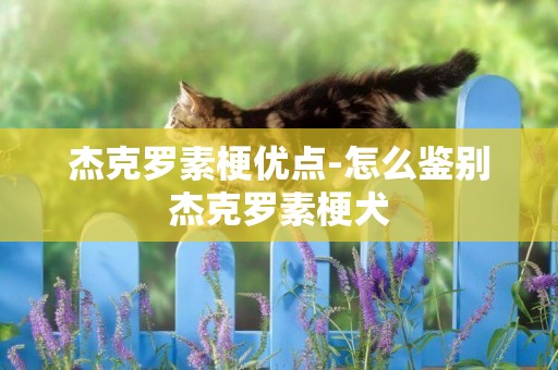 杰克羅素梗優點-怎么鑒別杰克羅素梗犬