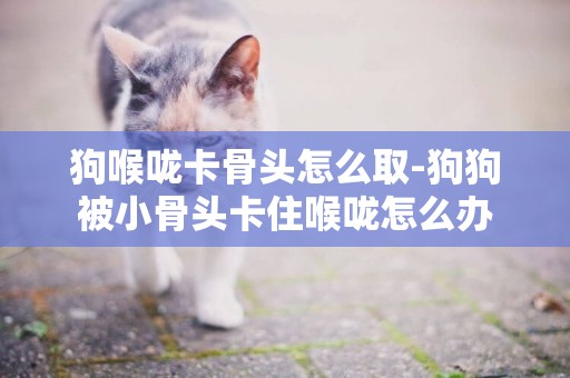 狗喉嚨卡骨頭怎么取-狗狗被小骨頭卡住喉嚨怎么辦