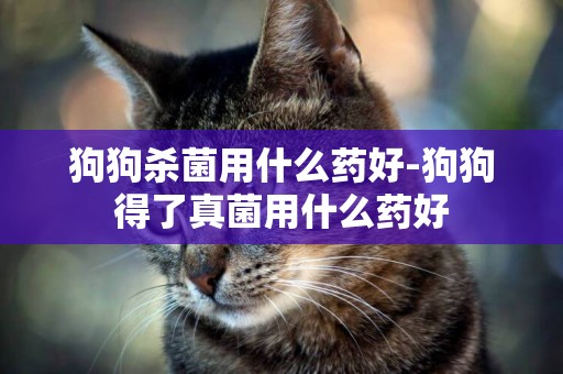 狗狗殺菌用什么藥好-狗狗得了真菌用什么藥好