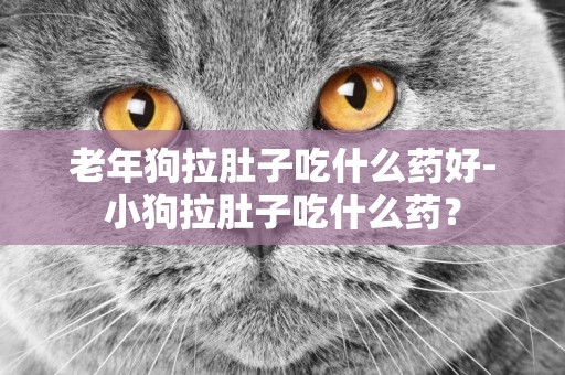 老年狗拉肚子吃什么藥好-小狗拉肚子吃什么藥？