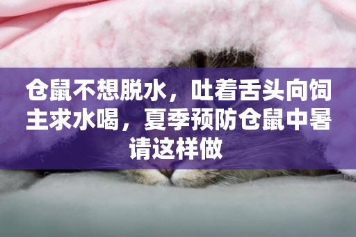 倉鼠不想脫水，吐著舌頭向飼主求水喝，夏季預防倉鼠中暑請這樣做 