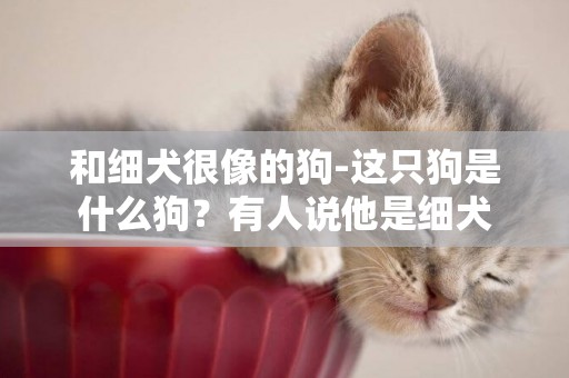 和細犬很像的狗-這只狗是什么狗？有人說他是細犬
