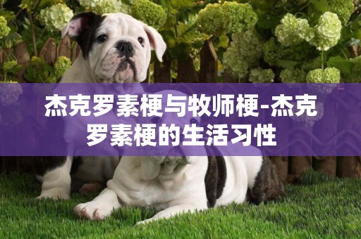 杰克羅素梗與牧師梗-杰克羅素梗的生活習性