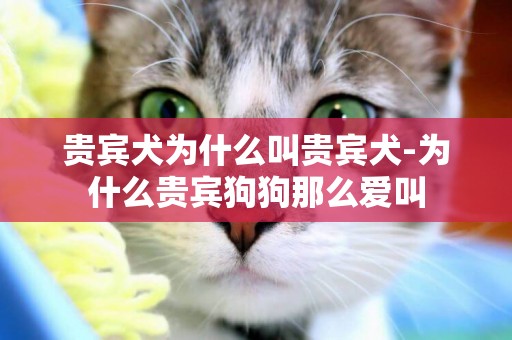 貴賓犬為什么叫貴賓犬-為什么貴賓狗狗那么愛叫