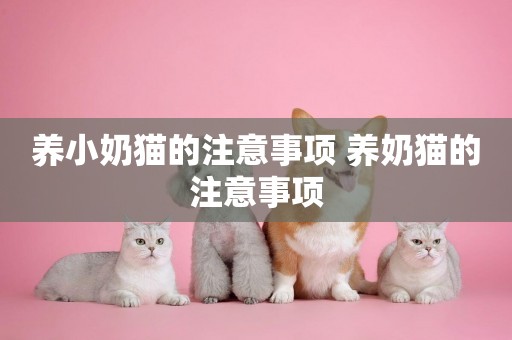 養小奶貓的注意事項 養奶貓的注意事項