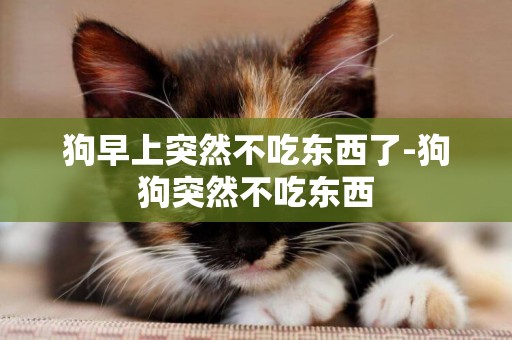 狗早上突然不吃東西了-狗狗突然不吃東西