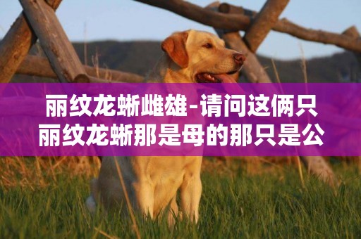 麗紋龍蜥雌雄-請問這倆只麗紋龍蜥那是母的那只是公的
