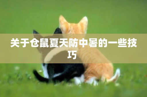 關于倉鼠夏天防中暑的一些技巧 