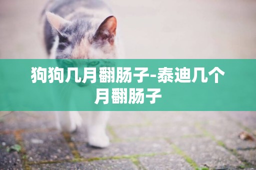 狗狗幾月翻腸子-泰迪幾個月翻腸子