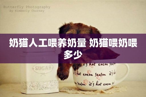 奶貓人工喂養奶量 奶貓喂奶喂多少