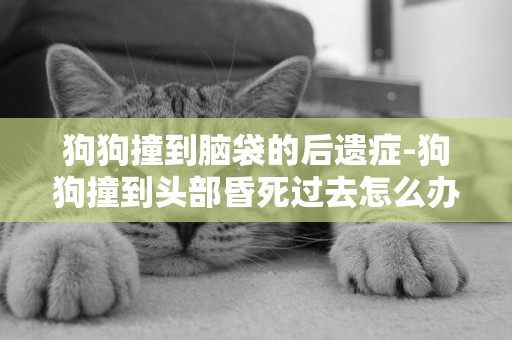 狗狗撞到腦袋的后遺癥-狗狗撞到頭部昏死過去怎么辦
